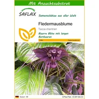 SAFLAX - Fledermausblume - 10 Samen - Mit keimfreiem