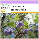 Saflax - Jacaranda - 50 Samen - Jacaranda mimosifolia