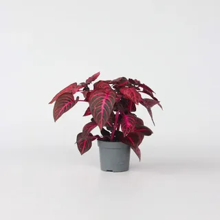 Plant in a Box - Iresine herbstii - Höhe 20-30cm