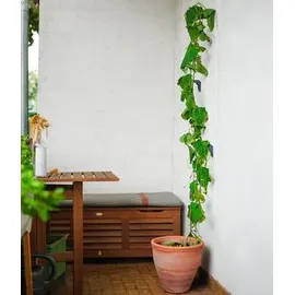 Gusta Garden Cucumber Buddy 18 x 108 x 14 cm Schwarz