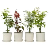 Plant in a Box - Japanischer Ahorn - 4 Stk - Acer palmatum - Höhe 25-40cm