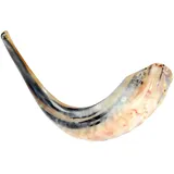 Barsheshet Ribak Koscher Ram's Horn Shofar, poliert, 33-37 cm