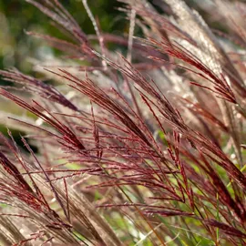 Plant in a Box - Chinaschilf Zebrinus - Miscanthus 'Red Chief' Höhe 40-60cm - Topf 23cm