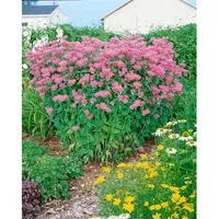 Pflanzen Für Dich Monarda fistulosa 'Marshall's Delight', Indianernessel, rosa,