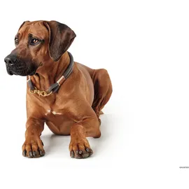 Hunter Sansibar Rantum Hundehalsband Grau L