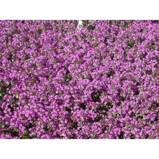 Pflanzen Für Dich Garten-Thymian Creeping Red' Thymus serpyllum 'Creeping Red' P 0,5