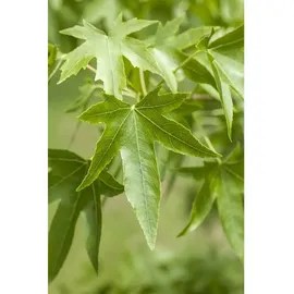 Pflanzen Für Dich Liquidambar Styraciflua Amberbaum 40–60 cm