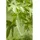 Pflanzen Für Dich Liquidambar Styraciflua Amberbaum 40–60 cm