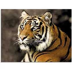 Glasbild ARTLAND "Tiger_sepia", beige (farbe bild(er): natur), B:80cm H:60cm, Bilder, in verschiedenen Größen
