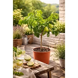 Blumen-Senf Bergamotte 70–100 cm Citrus Bergamia Fantastico Echte Zitruspflanze, Duftpflanze für Tee, Aromatherapie