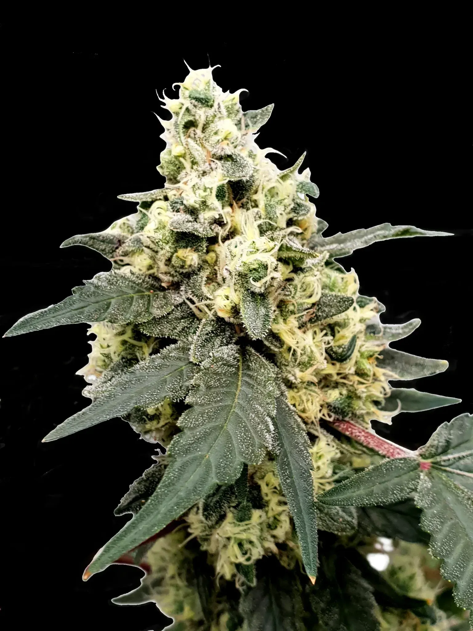 Paradise Seeds Lemonade Auto 5 Samen