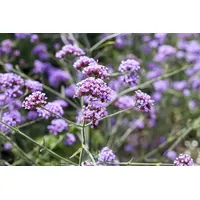 Pflanzen Für Dich Verbena bonariensis 'Lollipop' Eisenkraut, ca. 9x9