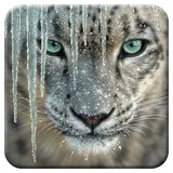 3D LiveLife Kork Matte - Blaues EIS von Deluxebase. Linsenförmige-3D-Kork Schneeleopard Untersetzer. rutschfeste Getränkematte mit Originalkunstwerk lizenziert vom bekannt Künstler Collin Bogle