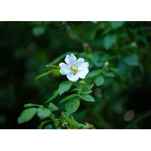 Pflanzen Für Dich Rosa multiflora, Vielblütige Rose, 40–60 cm