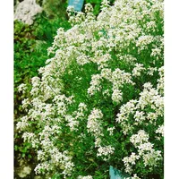 Pflanzen Für Dich Arabis procurrens 'Neuschnee', Gänsekresse, weiß, ca.