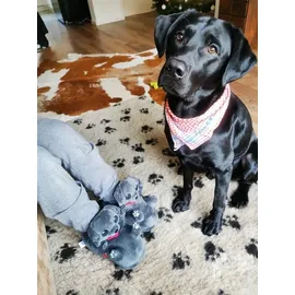 corimori – Buddy der Labrador, Hunde Plüsch-Hausschuhe für Kinder und Erwachsene, EU Einheitsgröße 34 bis 44 (Schwarz) - 34