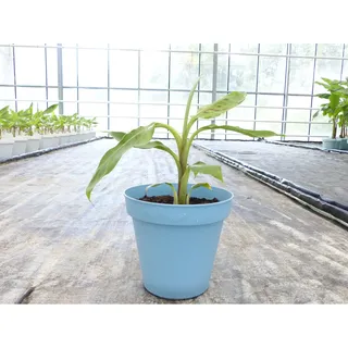 Bananenstaude Banane Grand-Naine-acuminata-Banane 40-50 cm, Chiquita Banane, Staude