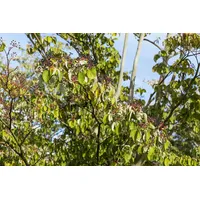 Pflanzen Für Dich Cornus sanguinea, Roter Hartriegel, 60–100 cm