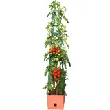 Bio Green Pflanzturm Maxitom 150 x 25 x 25 cm terracotta