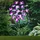 garden hero LED-Solar-Gartenstecker Edelstahl 75 cm lila/rosa