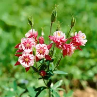 Pflanzen Für Dich Aquilegia vulgaris 'Winky Rot-Weiß' Akelei, ca.