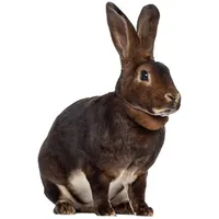 YOUNIKAT Fensterbild Ostern Osterhase I beidseitig I selbsthaftend wiederverwendbar