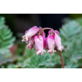 PlantaPro Dicentra formosa 'Luxuriant' P 0,5 Zwergige Garten-Herzblume 'Luxuriant',winterhart, deutsche Baumschulqualität, im Topf für optimales anwachsen