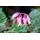PlantaPro Dicentra formosa 'Luxuriant' P 0,5 Zwergige Garten-Herzblume 'Luxuriant',winterhart, deutsche Baumschulqualität, im Topf für optimales anwachsen