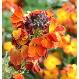 die nr-01.de Goldlack - Erysimum cheir