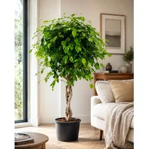 Blumen-Senf Birkenfeige Ficus Benjamina Exotica Stämmchen ca.120 cm – Pflegeleichte Zimmerpflanze für Zuhause – Dekorative Grünpflanze, Ideal für Wohnzimmer & Büro – Luftreinigend & Robust
