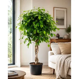Blumen-Senf Birkenfeige Ficus Benjamina Exotica Stämmchen ca.120 cm – Pflegeleichte Zimmerpflanze für Zuhause – Dekorative Grünpflanze, Ideal für Wohnzimmer & Büro – Luftreinigend & Robust