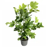 Pflanzen Für Dich Liriodendron tulipifera Tulpenbaum 80–100 cm