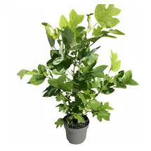 Pflanzen Für Dich Liriodendron tulipifera Tulpenbaum 80–100 cm