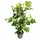 Pflanzen Für Dich Liriodendron tulipifera Tulpenbaum 80–100 cm
