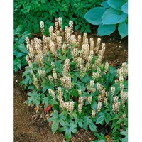 Pflanzen Für Dich Tiarella laciniata 'Pink Bouquet', Schaumblüte, ca.