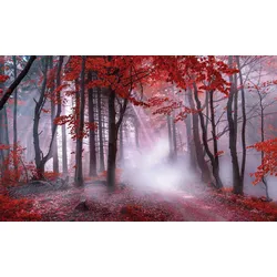 Bönninghoff Leinwandbild, Wald-Waldbilder-Bäume-Baumbilder-Natur-Landschaft-mystischer Wald, (1 St.) Bönninghoff Farbe Bild(er): rot, schwa