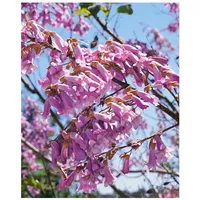 Pflanzen Für Dich Paulownia tomentosa, Blauglockenbaum, 125–150 cm