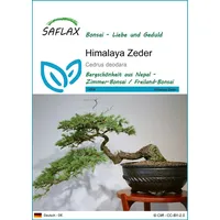 SAFLAX - Bonsai - Himalaya Zeder - 35 Samen