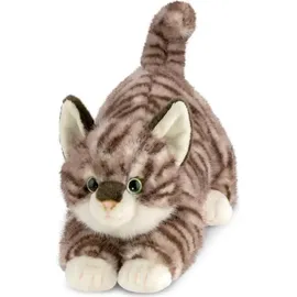 AURORA Borealis Esme Tabby Cat