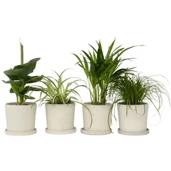 Plant in a Box Areca, Chlorophytum, Cyperus, Musa - Haustierfreundliche Pflanzenmischung 4er Set Höhe 25-40cm