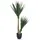 bümö Kunstpflanzen, Kunstpflanze Palmlilie Yucca (135 cm)