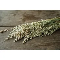 NaDeco Großes Zittergras, getrocknet, im Bund, Länge ca. 60cm Briza Maxima Briza inima Dekogras Bündel Ziergras getrocknet Boho Deko Trockenblumen getrocknete Blumen Trockenstrauß