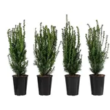 Dehner Becher-Eibe Hillii, für 1 Meter Hecke, ca. 60-70 cm, 4 x 4 l Topf, Heckenpflanze