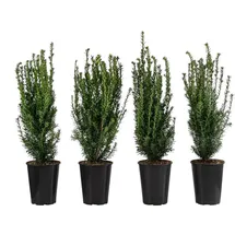 Dehner Becher-Eibe Hillii, für 1 Meter Hecke, ca. 60-70 cm, 4 x 4 l Topf, Heckenpflanze