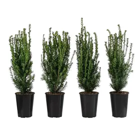 Dehner Becher-Eibe Hillii, für 1 Meter Hecke, ca. 60-70 cm, 4 x 4 l Topf, Heckenpflanze