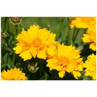 Pflanzen Für Dich Coreopsis grandiflora 'Sunray', Mädchenauge, gelb, ca.