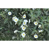 PlantaPro Cistus laurifolius 11x11 cm Topf – Winterhart, Immergrün, Pflegeleicht – Lorbeerblättrige Zistrose – Zierstrauch für Steingarten & Beet