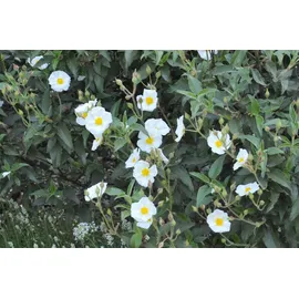 PlantaPro Cistus laurifolius 11x11 cm Topf – Winterhart, Immergrün, Pflegeleicht – Lorbeerblättrige Zistrose – Zierstrauch für Steingarten & Beet