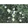 PlantaPro Cistus laurifolius 11x11 cm Topf – Winterhart, Immergrün, Pflegeleicht – Lorbeerblättrige Zistrose – Zierstrauch für Steingarten & Beet