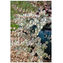 Sedum sieboldii 'Mediovariegatum', Fetthenne, buntlaubig, ca. 9x9 cm Topf